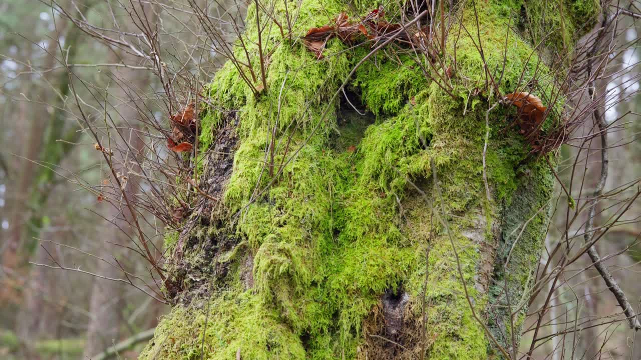 vistas del bosque de un árbol alto cubierto de musgo