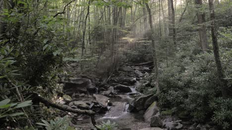 perfect mountain stream with morning sun coming through trees