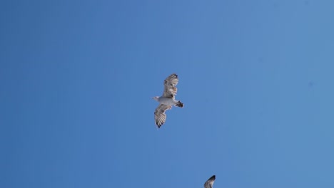 seagulls in flight against the blue sky