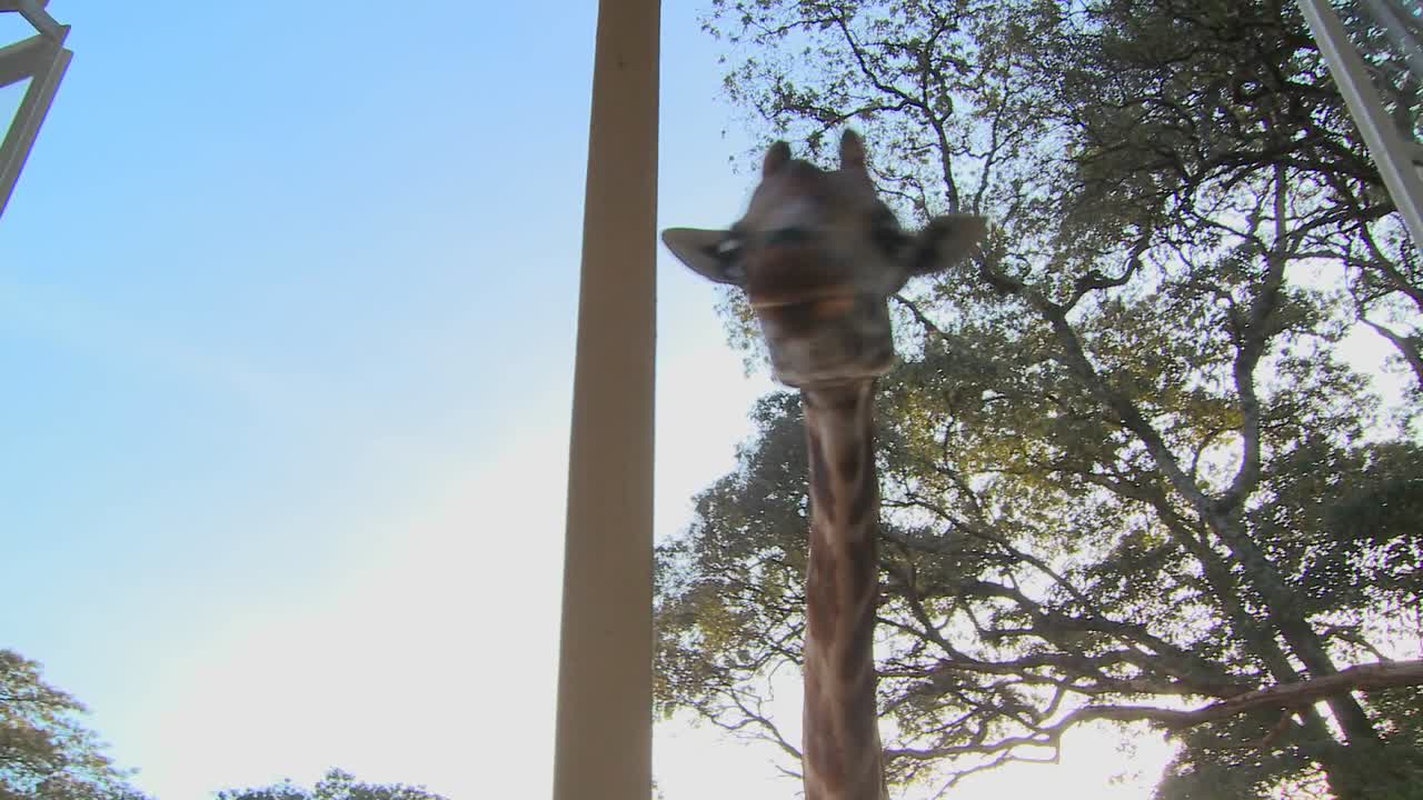 케냐 1의 옛 저택 밖을 돌아다니는 기린