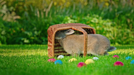 easter bunny in a basket