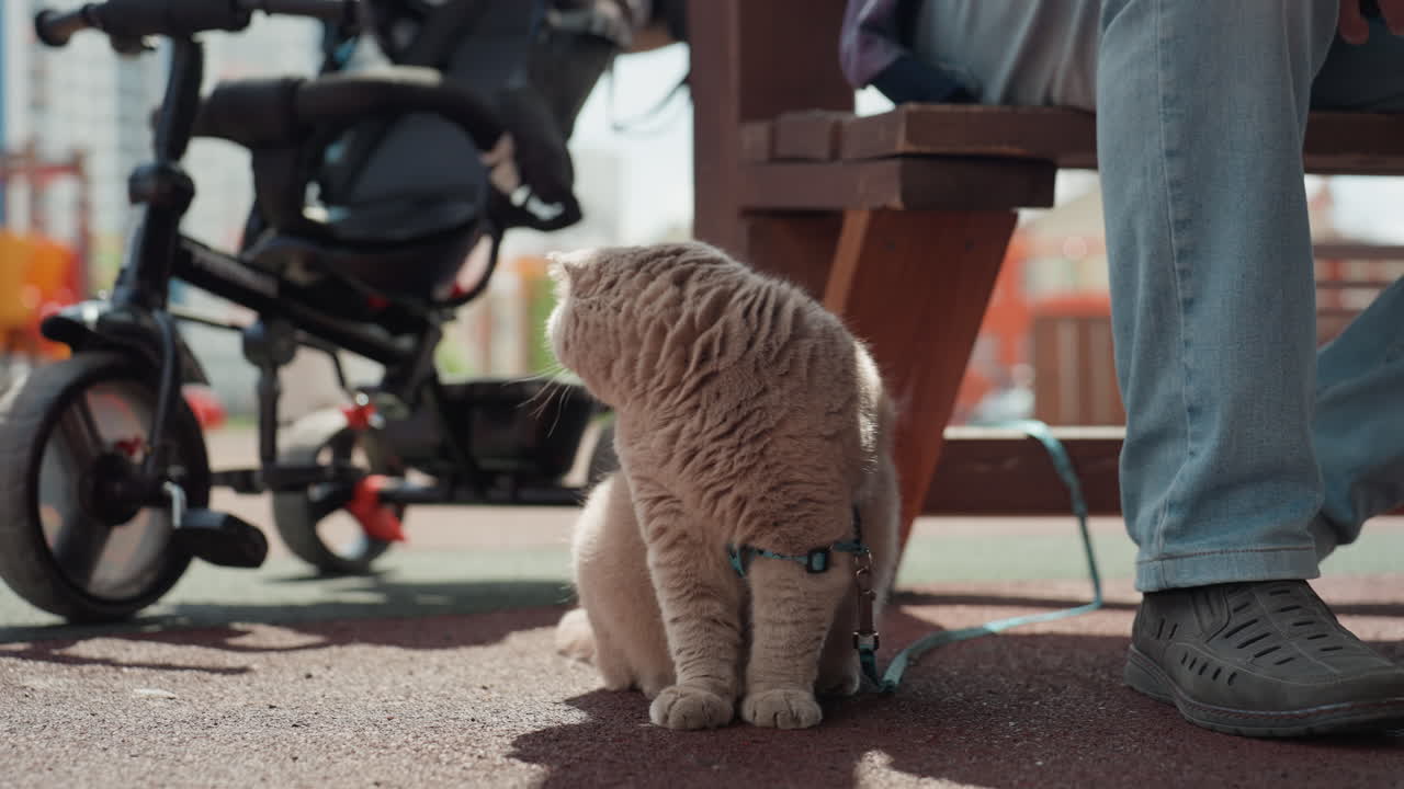 Cat By Stroller On Sidewalk Exploring Under Bench, Closeup Of Fluffy Beige Kitten Sniffing Pavement, Turning Head And Peering At Passing Legs And Stroller Wheels, Soft Sunlight And Shadow Creating
