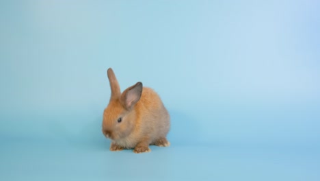 pequeño conejo marrón adorable mirar a su alrededor por arriba y abajo cabeza a diferentes direcciones en el fondo de la pantalla azul