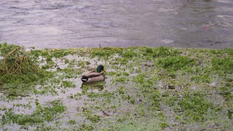 some beautiful ducks exploring some weeds in the middle of the river yeo in chegar town somerset, united kingdom