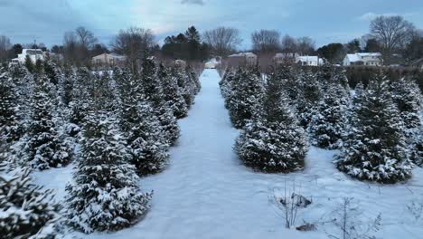 Aerial-view-of-a-snow-covered-Christmas-tree-farm-with-a-pathway-between-rows-of-frosted-trees,-captured-in-the-USA