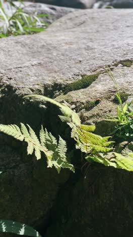 fern growing on a rock by a stream