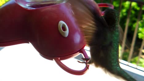 in a backyard in the suburbs, a tiny humming bird with green feathers sits at a bird feeder in slow-motion getting drinks and eventually flying away