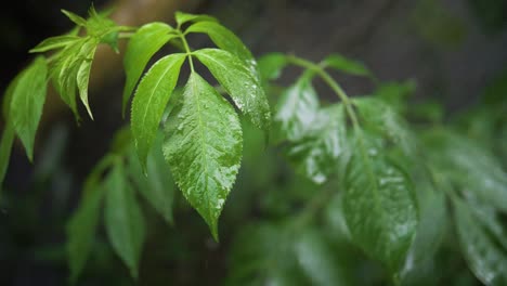 Garden-hose-watering-a-garden-in-slow-motion-2