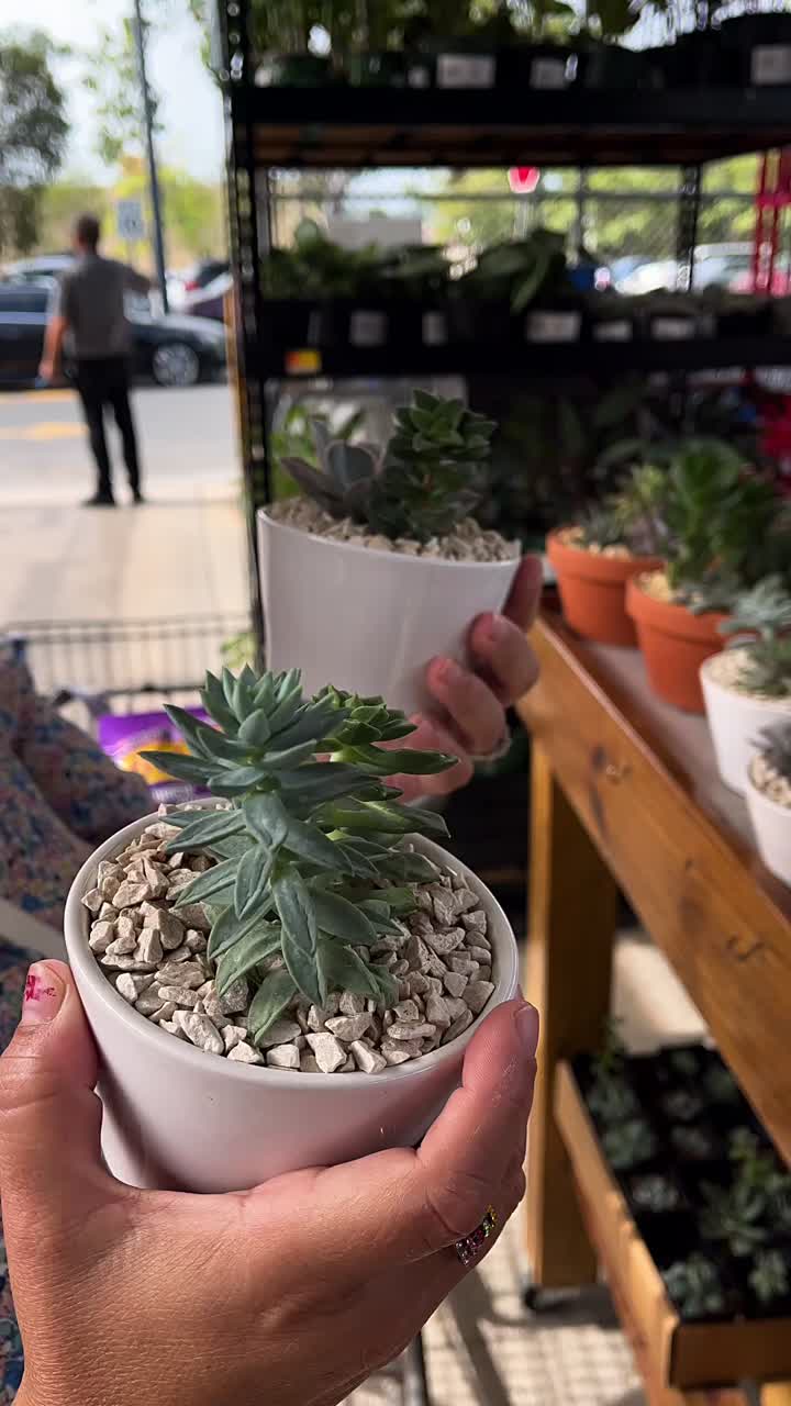 Succulents in Small White Pots