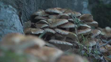 An-Der-Basis-Eines-Laubbaums-Wachsen-Zottelige-Schuppenpilze-(Pholiota-Squarrosa).