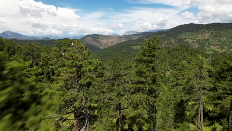 Flying-through-pine-trees-of-wild-forest-on-beautiful-mountain-landscape-in-Albania