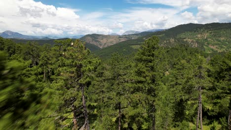 flying through pine trees of wild forest on beautiful mountain landscape in albania