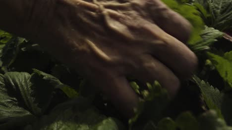 gardener checking strawberry bushes with red berries