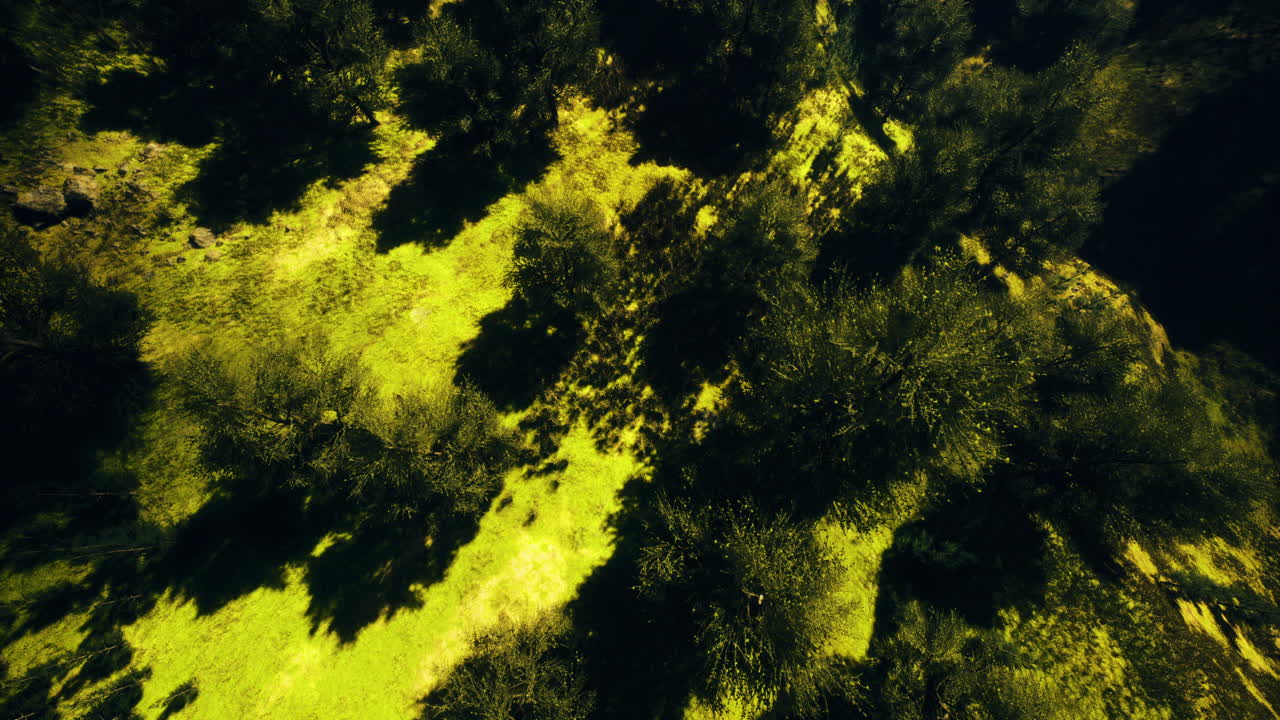 Lush green forest landscape with dynamic shadows under a sunny sky