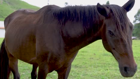 un caballo en campo abierto comiendo hierba durante el verano en brasil