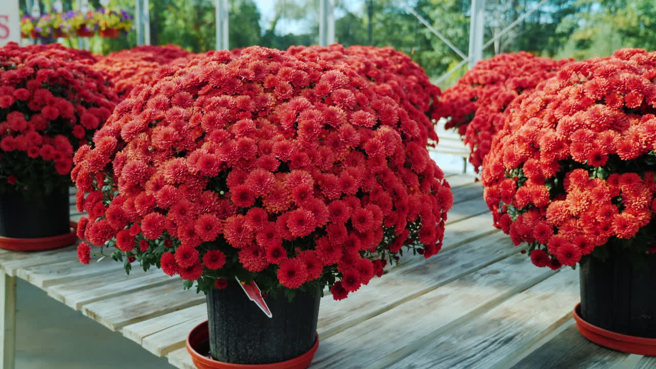 식물 보육원의 붉은 국화