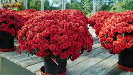 Crisantemos-Rojos-En-Un-Vivero