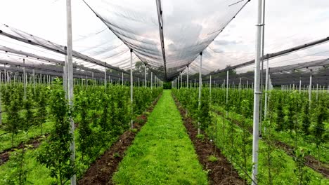 apple green grove growing in fruit plantation