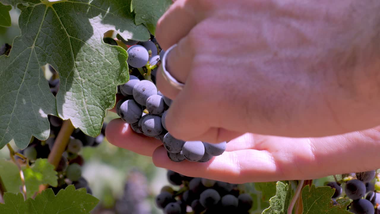 close-up shot of hands holding a cluster of dark purple grapes on a vine, surrounded by green grape leaves, capturing the detail of the fruit and foliage.