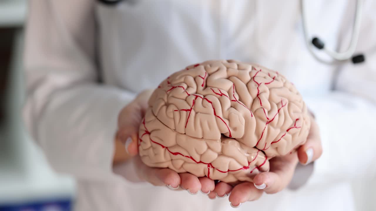 Doctor sosteniendo un modelo artificial de cerebro humano, primer plano, video 4K a cámara lenta