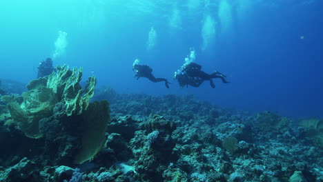 three scuba divers learning how to dive in the deep blue ocean above the tropical coral garden