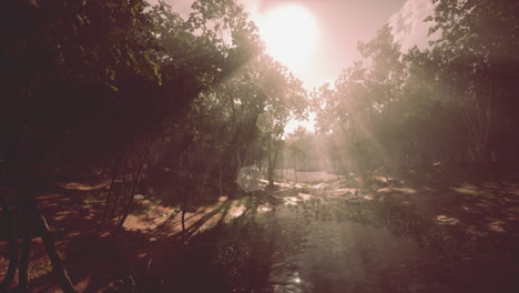 en un estanque de bosque con niebla