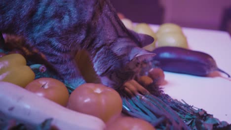 cat exploring a pile of vegetables