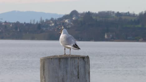 blackheaded gull standing on a pier