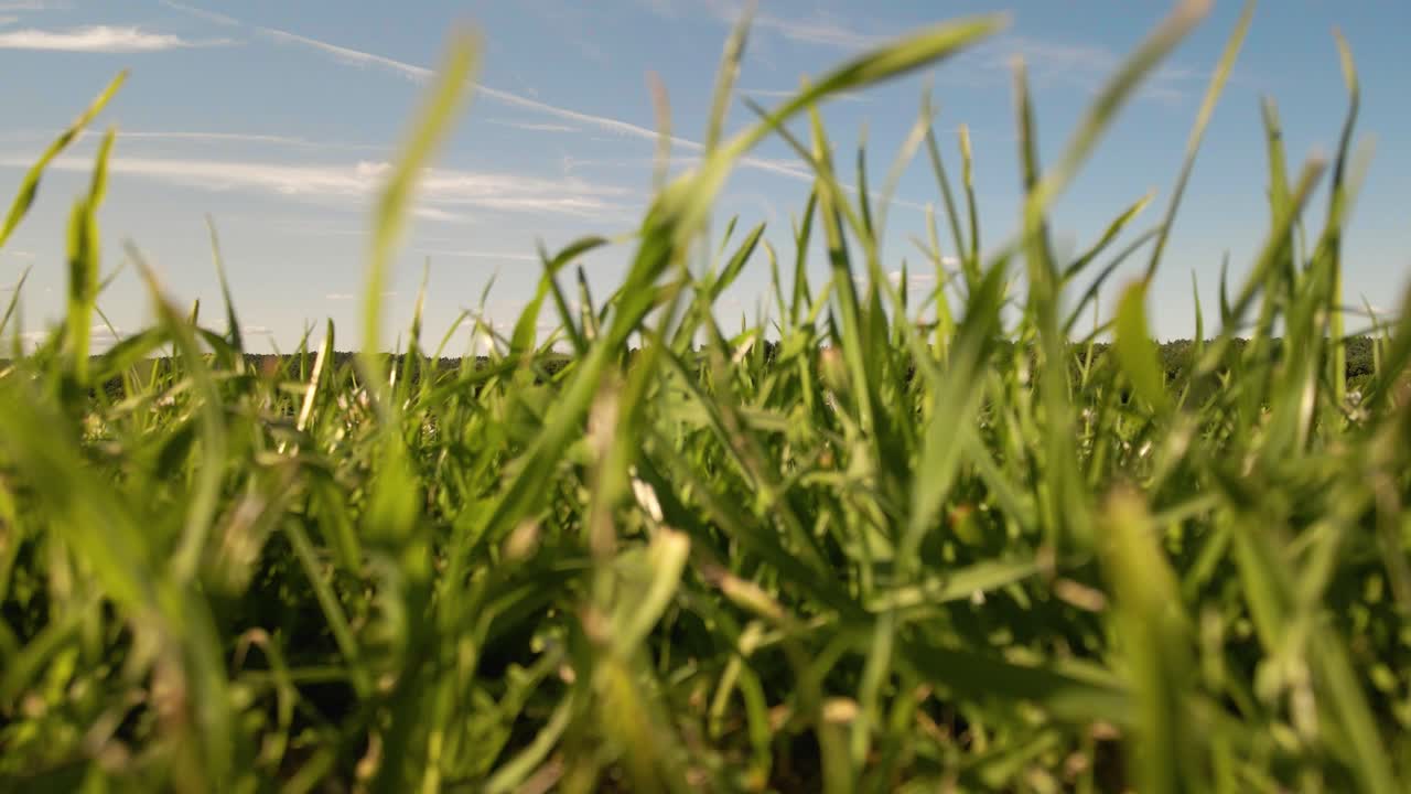 primer plano de hierba alta arrastrada por el viento