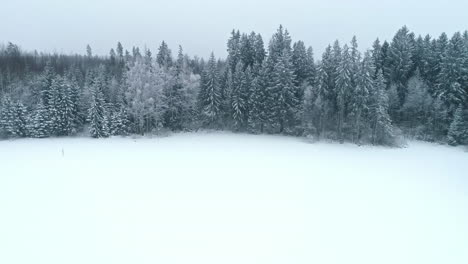 bird's eye view over a pine forest under a blanket of snow in winter