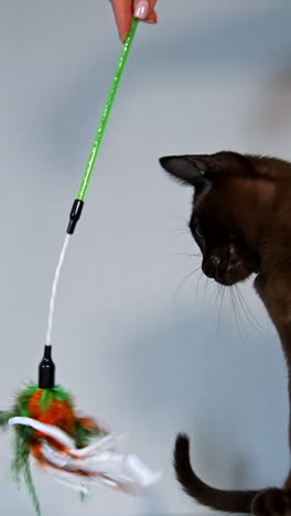 brown domestic pet. beautiful burmese cat playing at home. lovely pedigree kitten plays with toy stick joyfully. vertical video