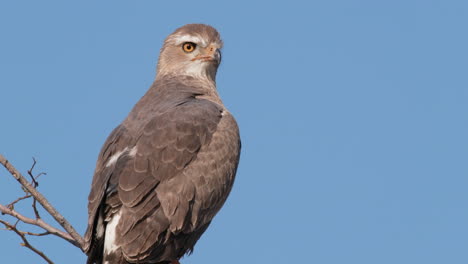 african eagle bird being alert, perched against blue clear sky