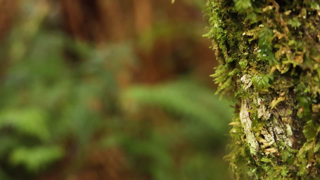 Primo piano di un albero coperto di muschio nella foresta pluviale