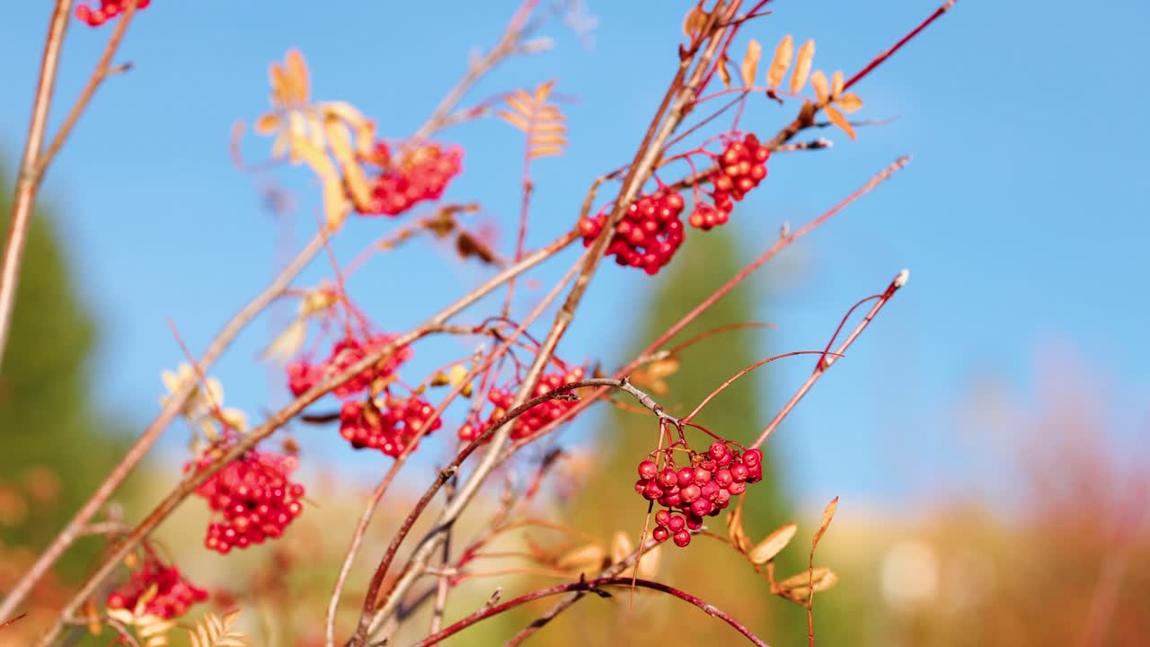 Clusters of red berries and yellow leaves gently sway on thin branches against a clear blue sky, captured in bright natural daylight with shallow focus