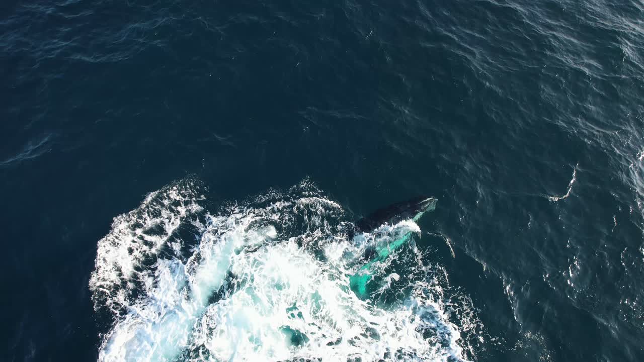 Humpback Whale Rounding Out And Diving In The Sea