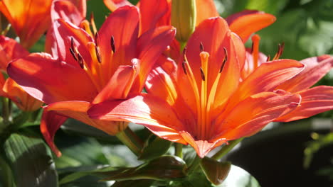 sunshine on asiatic lilys in a beautiful small garden