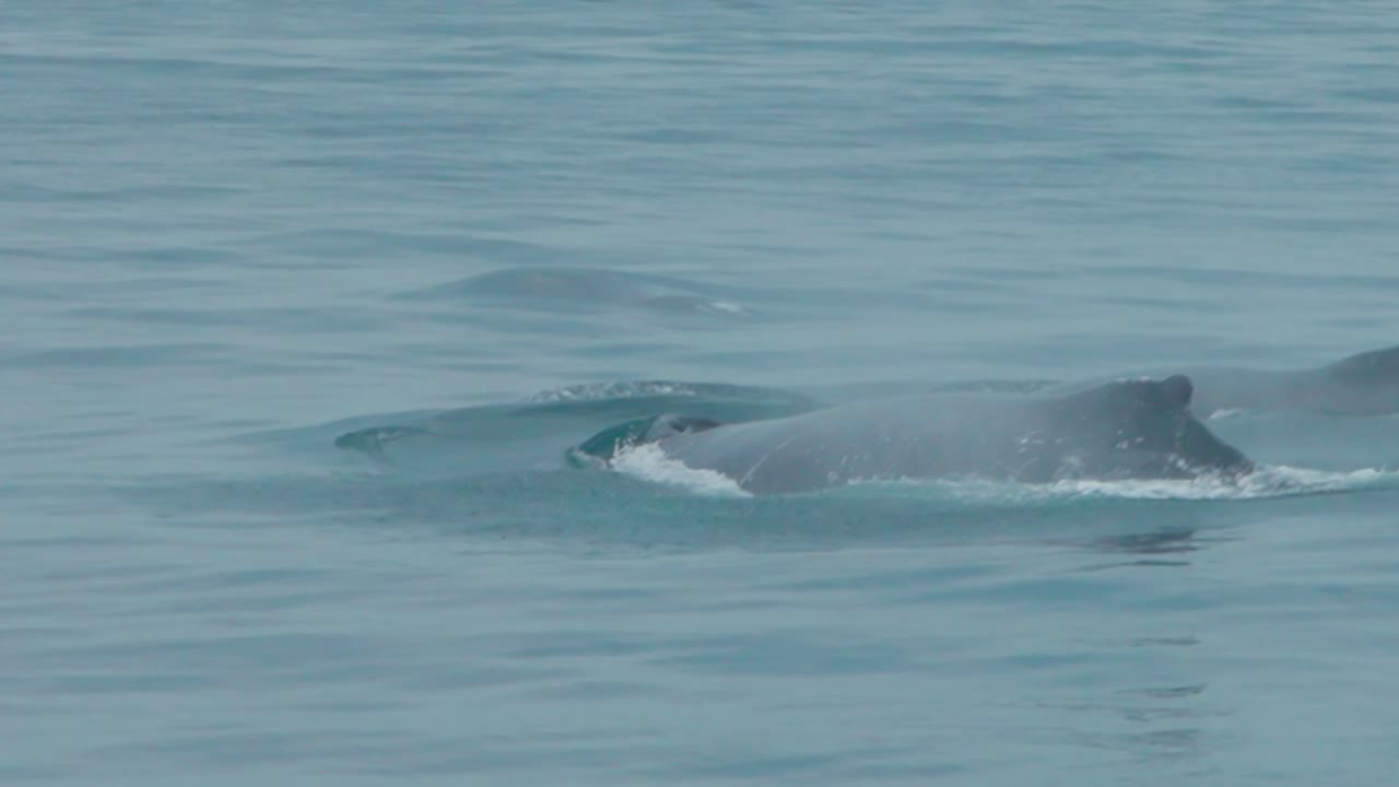 Two humpback whales swimming slow motion in Los Organos Piura Peru ocean