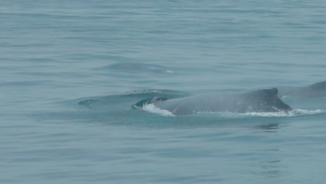 two humpback whales swimming slow motion in los organos piura peru ocean