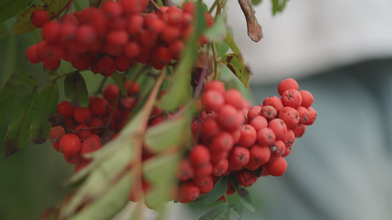 Primo piano di grappolo di bacche rosse di sorbo su un ramo, luce autunnale soffusa, profondità di campo ridotta, sfondo di foglie verdi sfocate, natura morta rustica e suggestiva, ideale per studio botanico, decorazioni stagionali, cibo.
