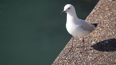 seagull eating crumbs by the water
