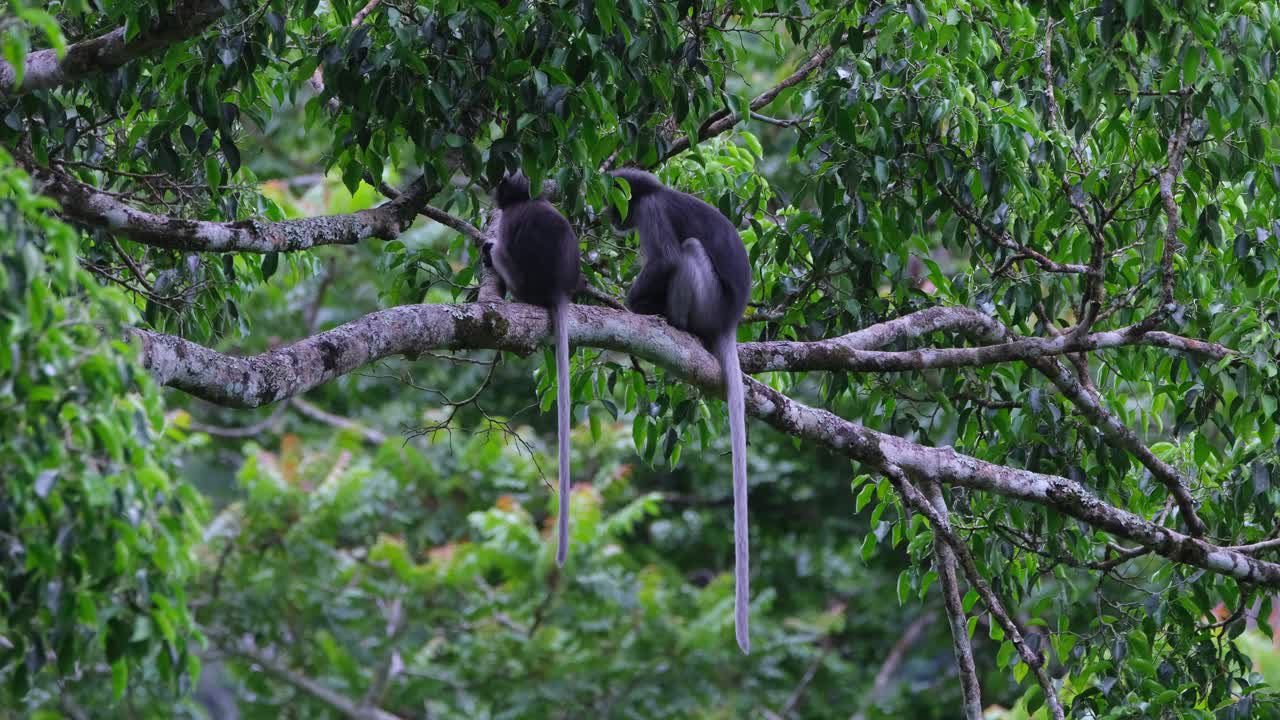 de repente gira la cabeza mientras el otro mira hacia el bosque, mono de hoja oscura trachypithecus obscurus, tailandia
