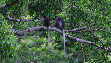 Plötzlich-Dreht-Sich-Der-Kopf-Um,-Während-Der-Andere-In-Richtung-Wald-Schaut,-Düsterer-Blattaffe-Trachypithecus-Obscurus,-Thailand