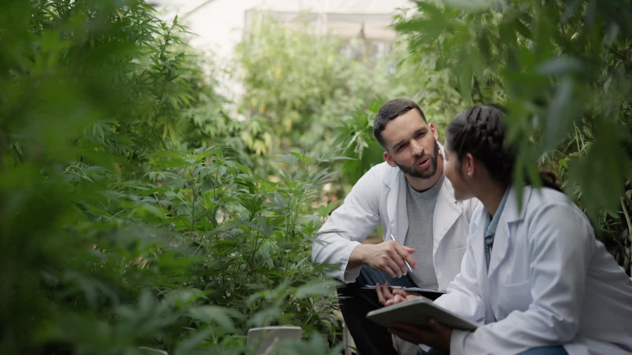 Scientists inspecting cannabis plants in a greenhouse