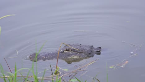 cocodrilo abriendo la boca en el pantano de los everglades del sur de florida en resolución 4k