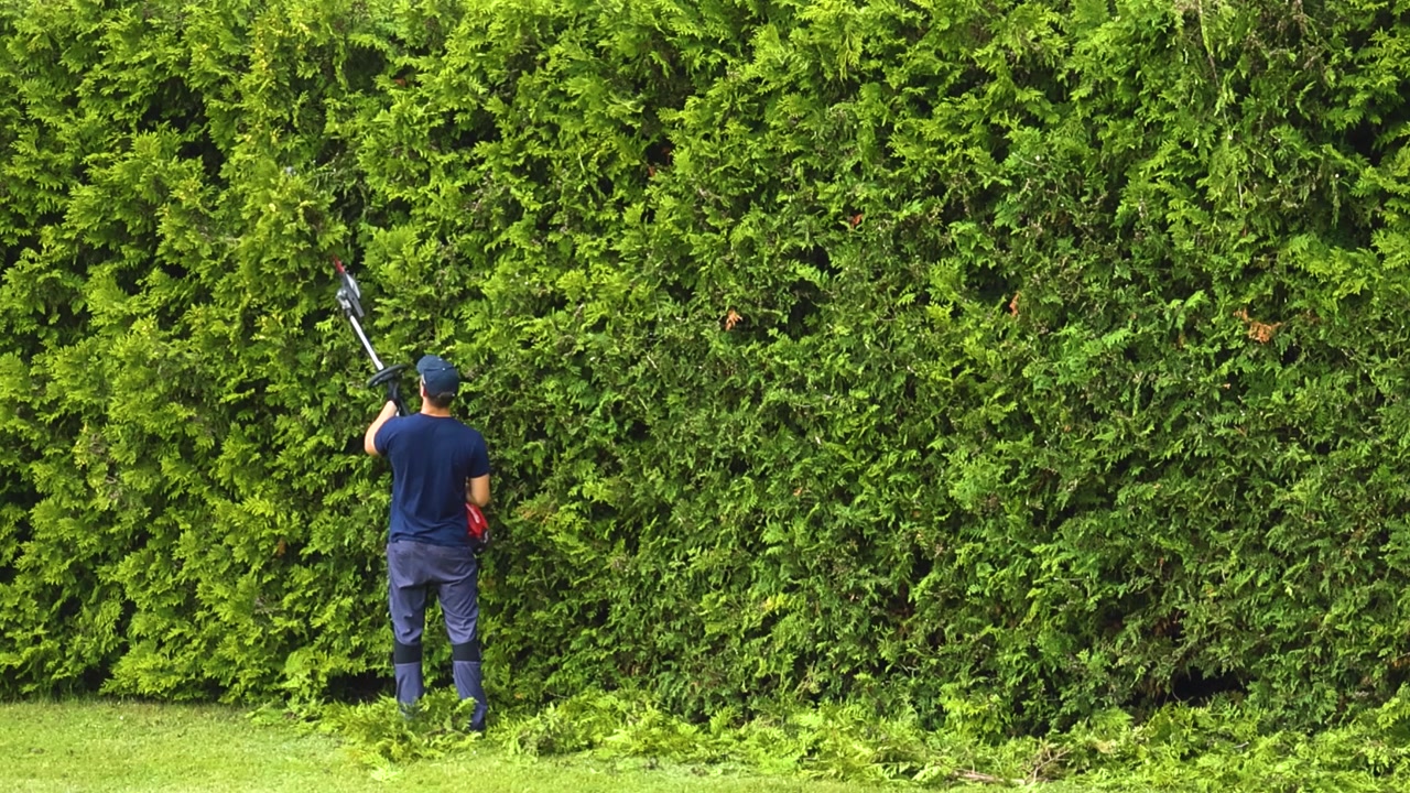 Professional landscaper performing seasonal maintenance work by trimming a tall green thuja hedge wall with an electric power tool, shaping the lush foliage in a residential backyard