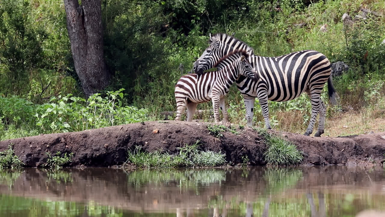 Adorabile momento tenero tra un adulto e un puledro di zebra di Burchell nella savana, Sudafrica