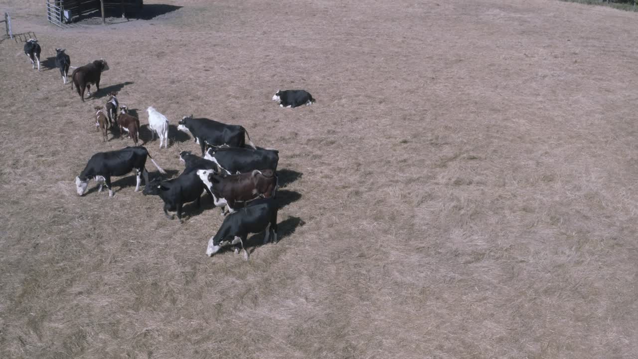 젖소는 송아지를 번식시켜 젖소를 유지합니다.