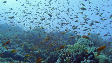 Enorme-Escuela-De-Mar-Goldie-Peces-Tropicales-Alimentándose-Cerca-De-Arrecifes-De-Coral