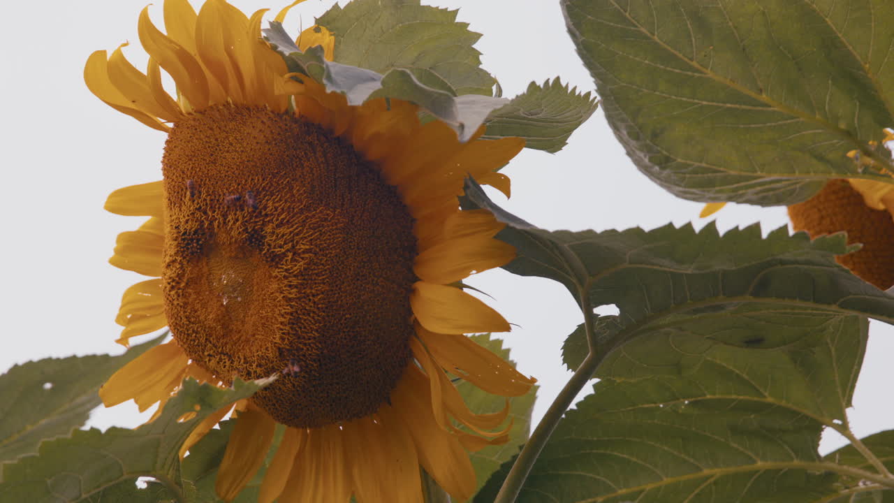 close-up en cámara lenta de un gran girasol con abejas alimentándose y polinizando en un jardín doméstico
