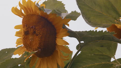 Slow-motion-close-up-of-large-sunflower-with-bees-feeding-and-polinating-in-a-home-garden